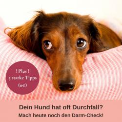 Das 12-Wochen-Programm für dich und deinen Hund