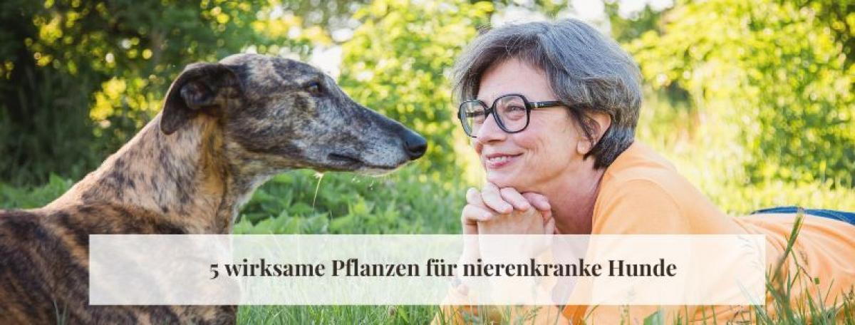 Nierenerkrankung Hund - 5 wirksame Kräuter