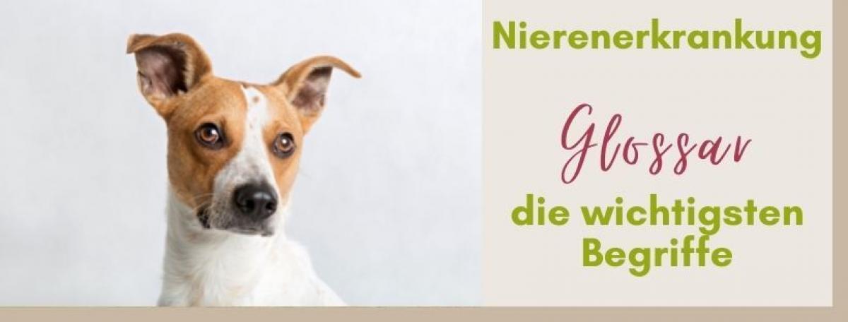 Absay Bebrejde Betydelig Blog: Nierenerkrankung Hund: Die wichtigsten Begriffe erklärt