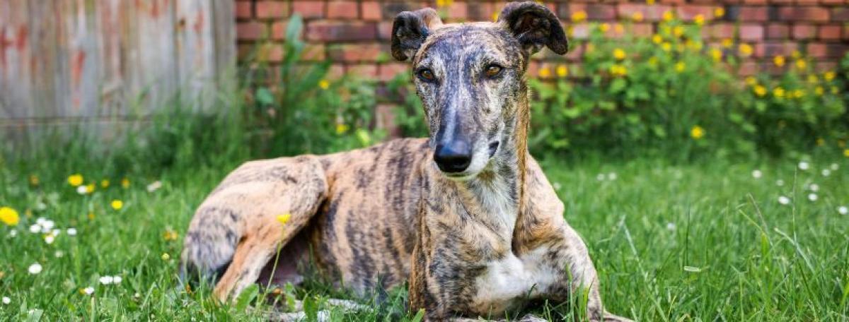 Zahnstein und Zahnfleischentzündung beim Hund