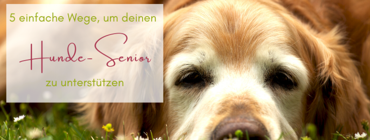 alte-hunde-unterstützen Welcher Ayurveda-Typ ist dein Hund?