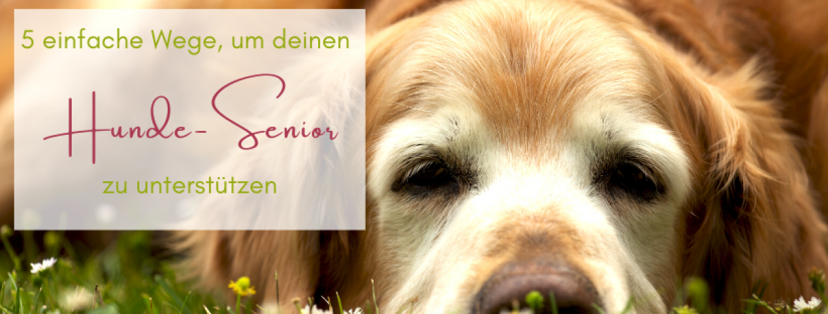 Welcher Ayurveda-Typ ist dein Hund?