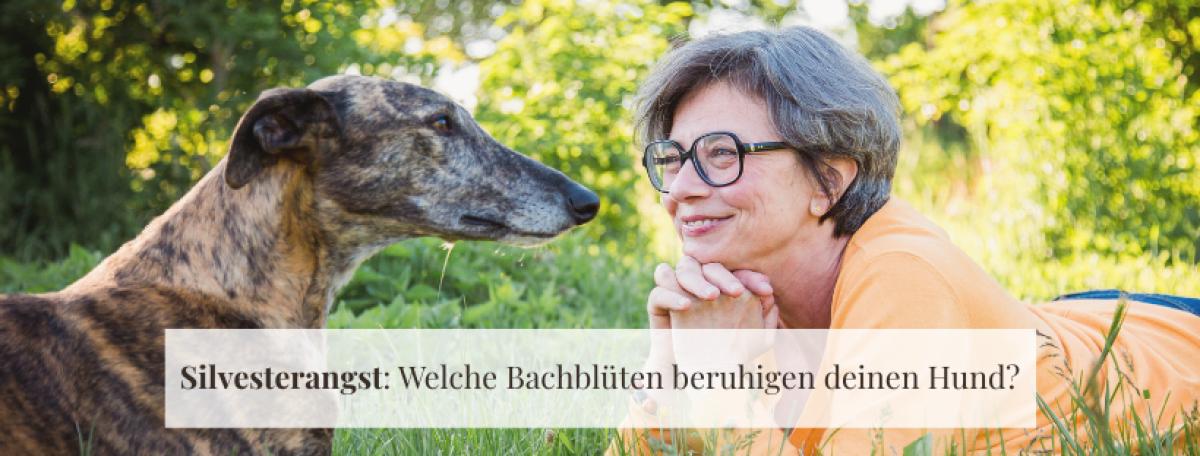 Silvesterangst: Welche Bach-Blüten beruhigen deinen Hund?
