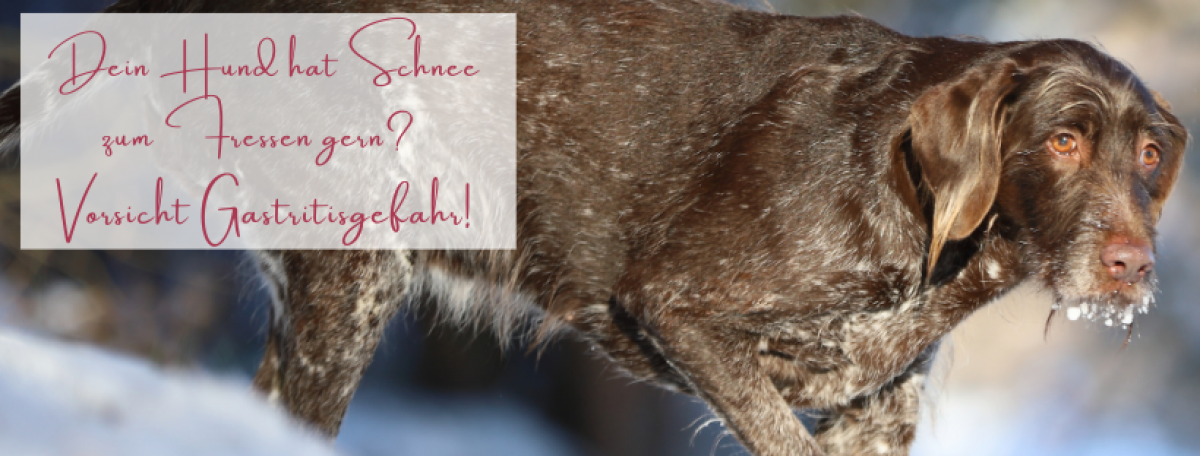Dein Hund muss nicht ein Leben lang mit Sodbrennen kämpfen. Es gibt wirklich vieles, was du tun kannst, um ihm zu helfen.