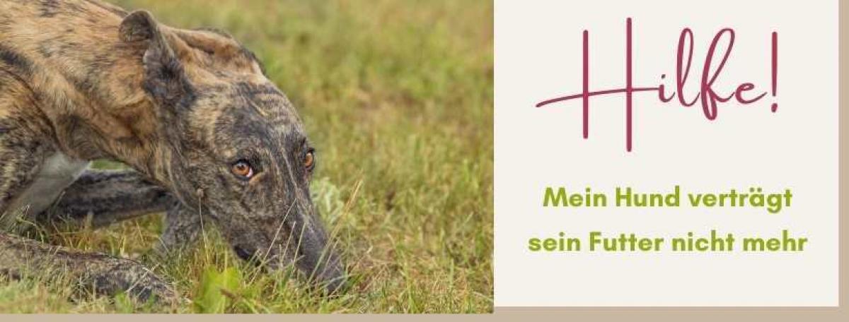 Welcher Ayurveda-Typ ist dein Hund?