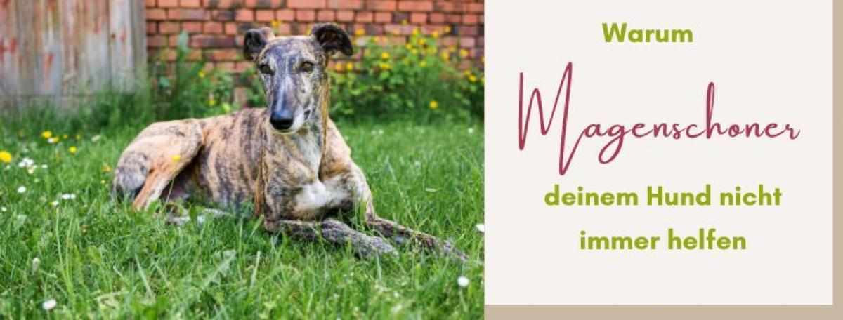 Magenschoner Warum Magenschoner deinem Hund nicht immer helfen