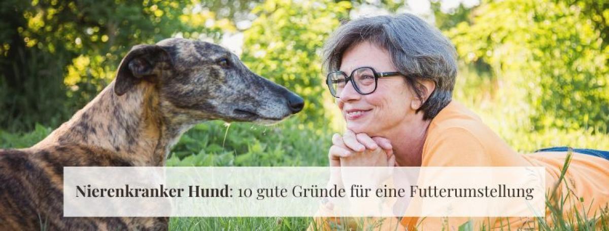 Nierenkranker Hund: 10 gute Gründe für eine Futterumstellung