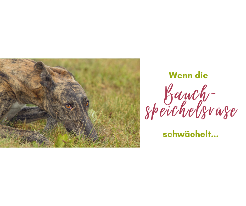 Blog Dein Hund nimmt nicht zu? Wenn die Bauchspeicheldrüse schwächelt…