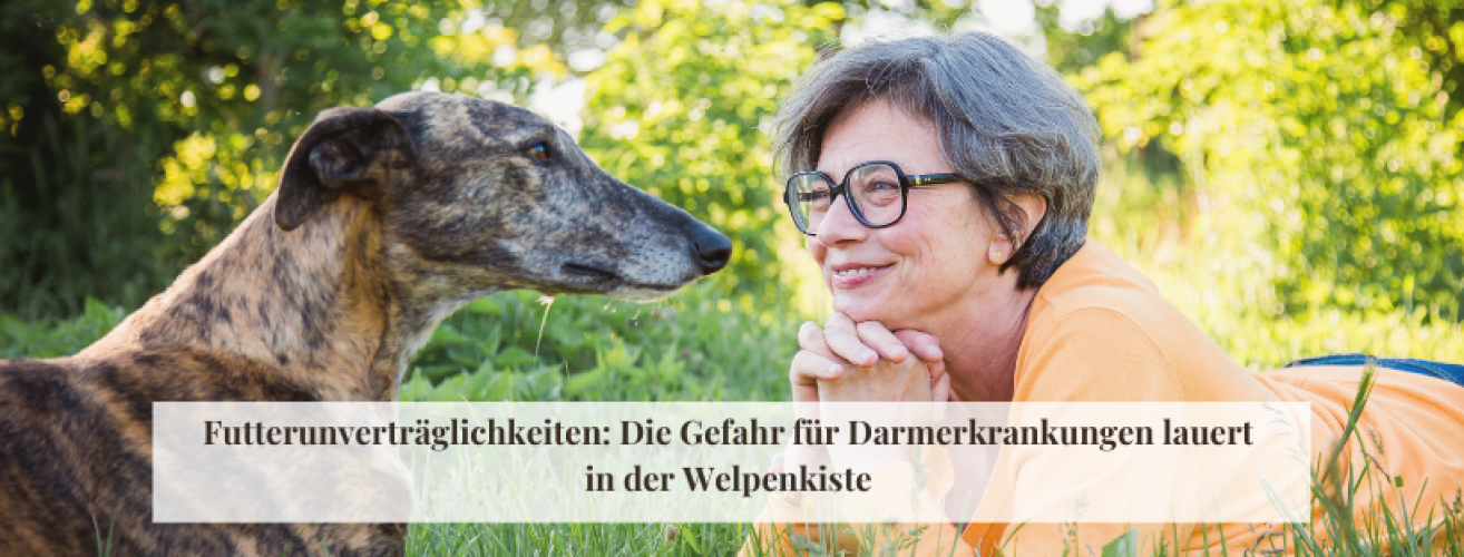 Zahnstein und Zahnfleischentzündung beim Hund