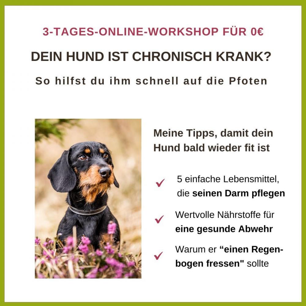 Anne Sasson Tierheilpraktikerin Blog Dein Hund nimmt nicht zu? Wenn die Bauchspeicheldrüse